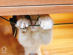 -猫十亿·布偶金渐层·曼基康矮脚猫舍(青年路店)