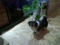 upload_pic-山色柴火烤披萨·原切牛扒