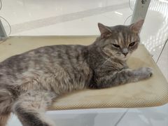 -COLOR PETS 撸猫馆·购猫·猫咖(长风大悦城店)