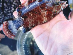 -小猫钓鱼海钓俱乐部(椰梦长廊店)