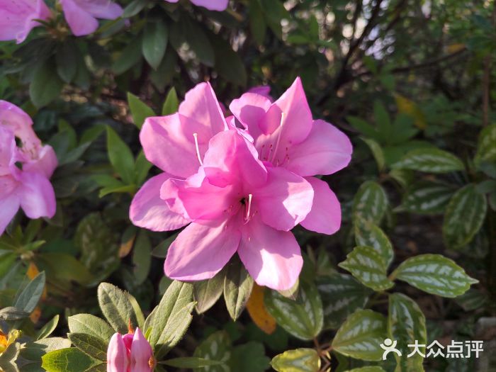琴亭湖公园图片