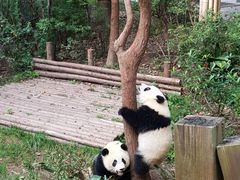 熊貓-成都大熊猫繁育研究基地