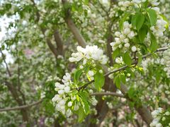 -海棠花溪(元大都城垣遗址公园)