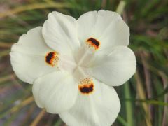 -中国科学院华南植物园