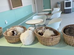 -怪兽屋·羊驼·猫咖·狗咖(俊华广场店)