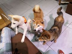 -柴务处·柴犬主题狗咖