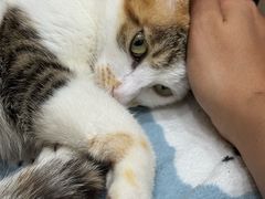 -佩兹宠物医院肿瘤专科·眼科·牙科(黄浦店)