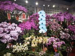 -溪岸路花鸟市场