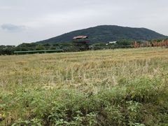 -苏州太湖西山岛开心农场