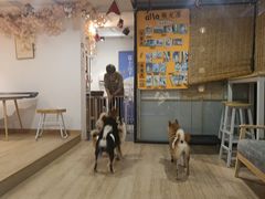 -南京Hallo宠物乐园·哈罗犬舍·柴犬繁育基地