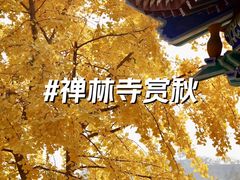 -遵化市禅林寺古银杏风景园