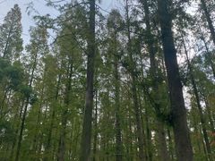 -东平国家森林公园