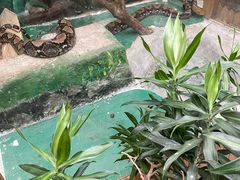 -上海大自然野生昆虫馆(东方明珠·爬宠昆虫探索中心)