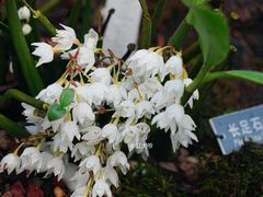 -国家植物园南园