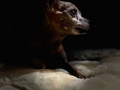 -美联众合动物医院·24h转诊中心