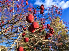 -圣露庄园·露营·烤肉·亲子