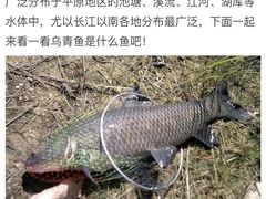 -小火炕铁锅炖鱼