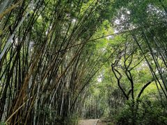 -黄埔油麻山森林公园