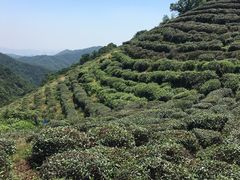 -西湖风景区十里琅珰-五云山