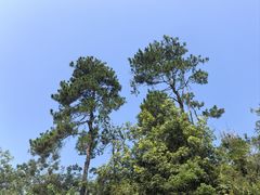 -青龙山国家森林公园