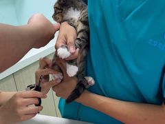 -北京观赏动物医院·24小时大型综合·猫专科·异宠专科