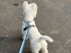 -帕帕拉兹宠物(亚洲旗舰店)