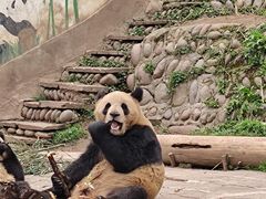 -中国大熊猫保护研究中心雅安碧峰峡基地