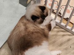 -藏猫猫咖啡主题馆(中央大道店)