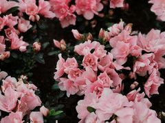 -石家庄市植物园