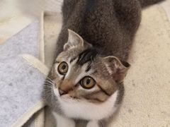-CoCo都可(燕塘店)
