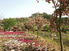 -绵阳盛世樱花悠乐谷