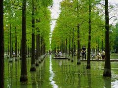 -泗洪洪泽湖湿地景区