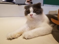-飞行喵MR PILOT|猫舍·猫咖(静安大融城店)