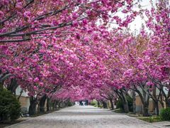 -莱阳濯村樱花园