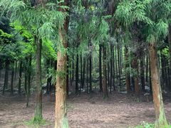 -武陵山森林公园