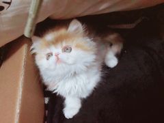 -Bastet sally猫舍购宠(静安店)