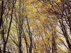 -叠溪松坪沟景区