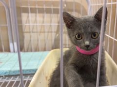 -青叶202都市餐厅(迪诺水镇店)