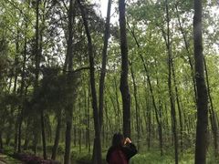 -合肥滨湖国家森林公园