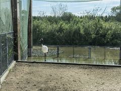 -盐城丹顶鹤湿地生态旅游区