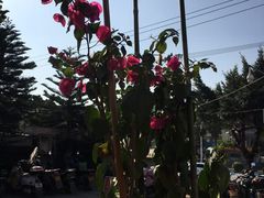 -麦当劳(长乐西洋南路得来速店)