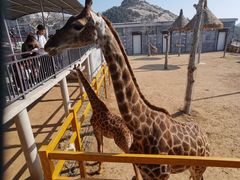 -西霞口神雕山野生动物世界