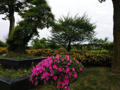 -秀丽东方