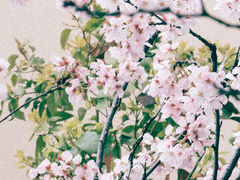 -高东镇樱花园