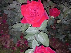 -人民公园(罗湖区)