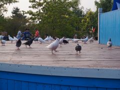 景点-鸽子窝公园