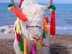 -青海湖国家重点风景名胜区