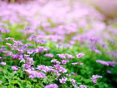 -合肥滨湖国家森林公园