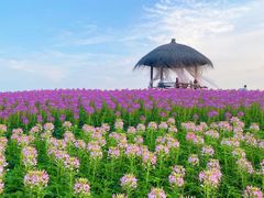 -径山花海