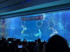 -海合安成都极地海洋公园